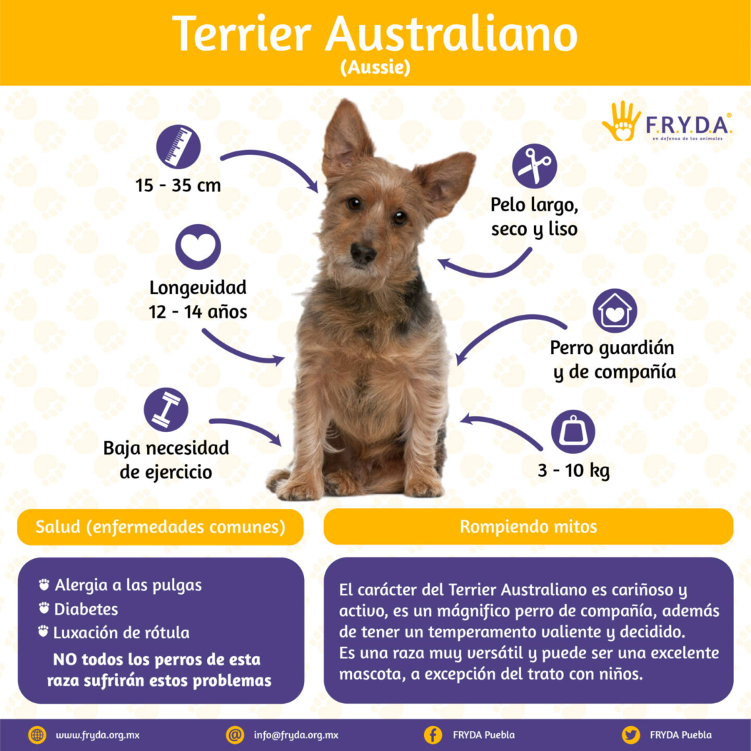 Terrier Australiano
