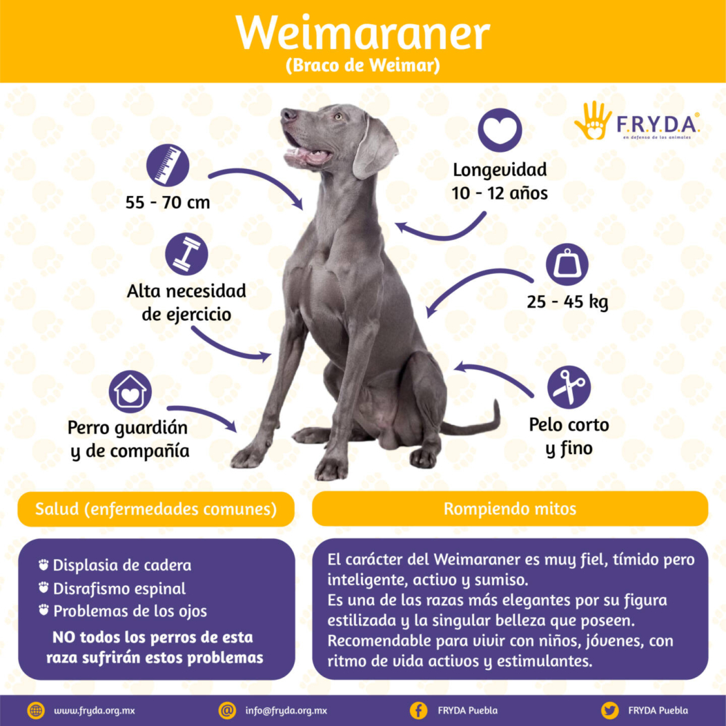 Weimaraner