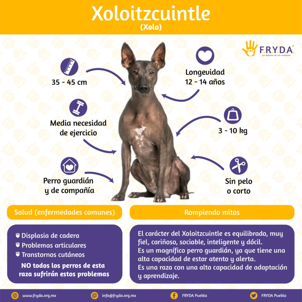 Xoloitzcuintle