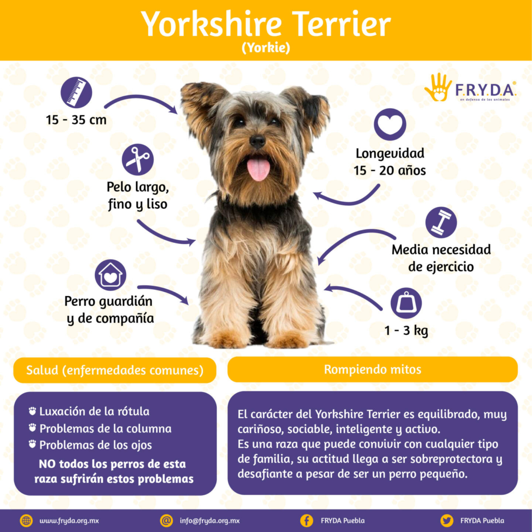 Yorkshire Terrier